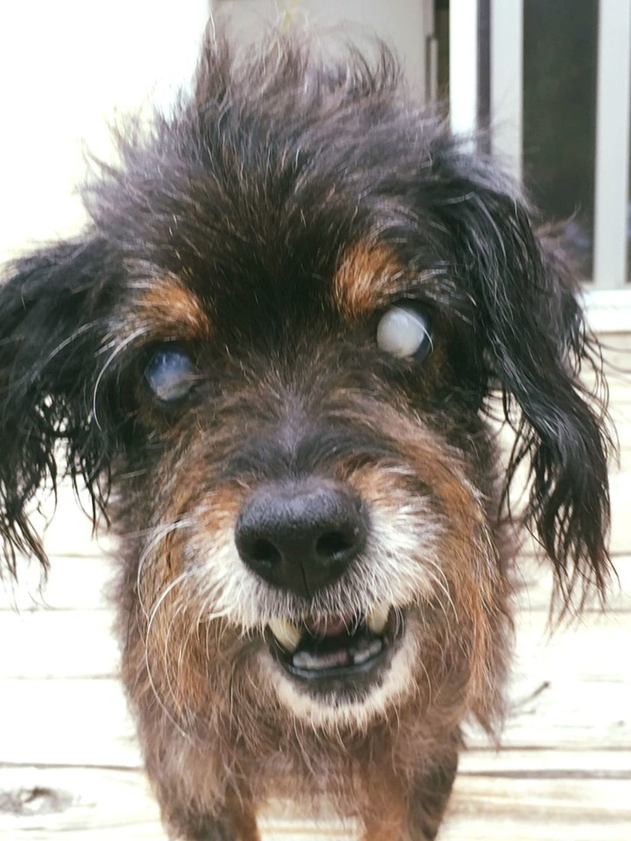 Adopt a Pet | Frankie